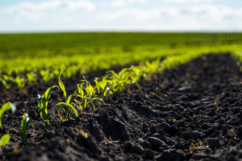 Làm thế nào để chọn lựa Phân Bón Hữu Cơ truyền thống đúng?