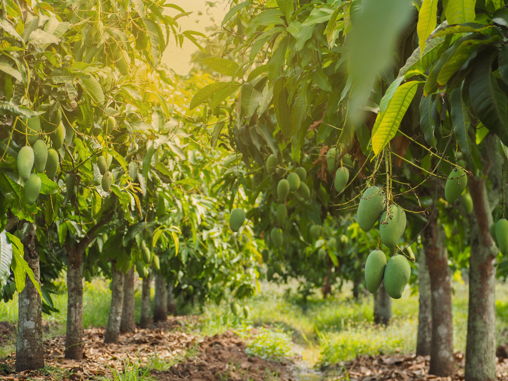 npk hữu cơ vi sinh