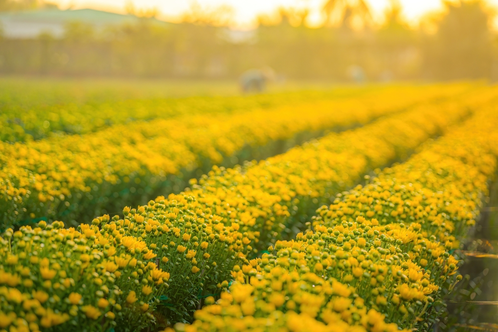 Phân bón hữu cơ Humic chứa một lượng lớn các chất dinh dưỡng thiết yếu cho cây trồng, bao gồm nitơ, phốt pho, kali và các nguyên tố vi lượng.