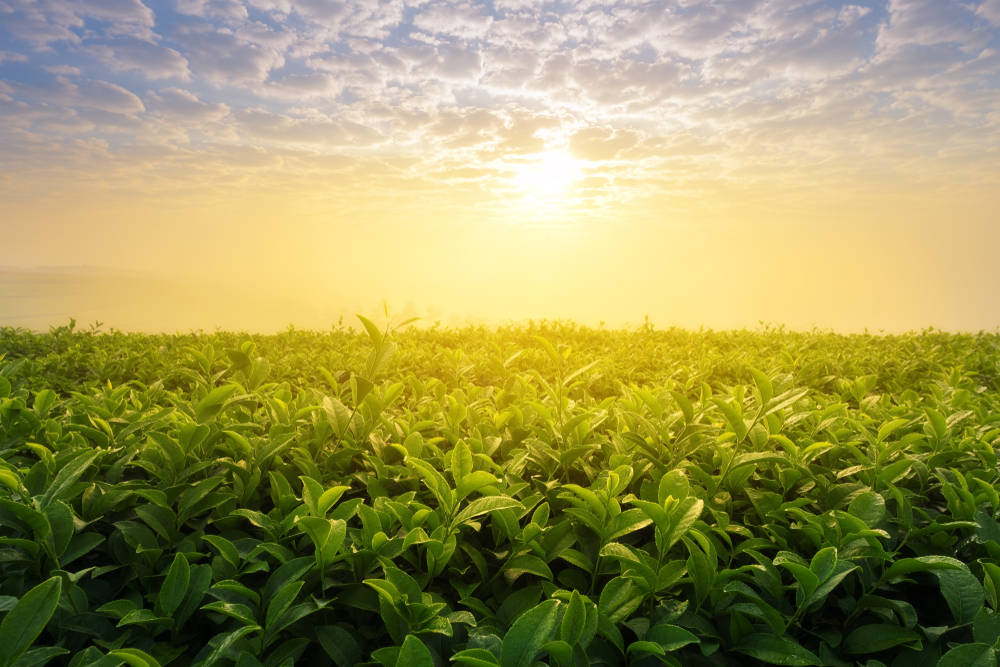 Phân hữu cơ khoáng