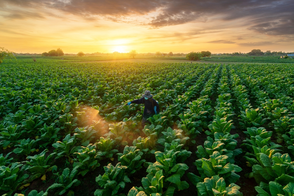 Humic Hữu Cơ loại nào tốt? TTP Global mời bạn khám phá