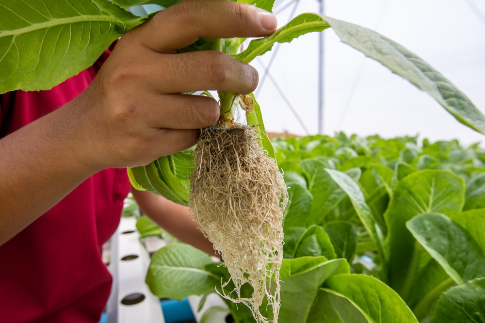 TTP Global - công ty Phân bón hữu cơ chất lượng, giá tốt