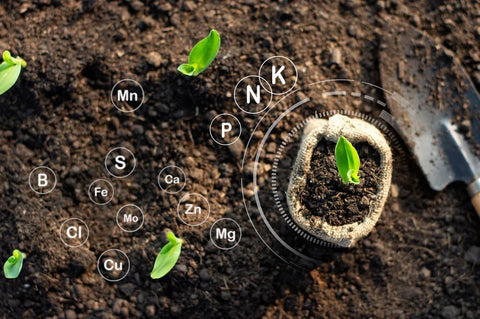 Phân Bón Lá Hữu Cơ: Hiểu rõ công dụng và áp dụng đúng cách